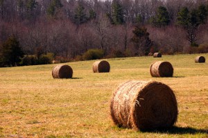 iStock_000002838897_Small